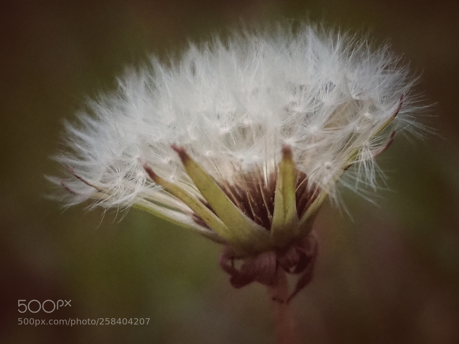 Olympus OM-D E-M10 III sample photo. Dandelion photography