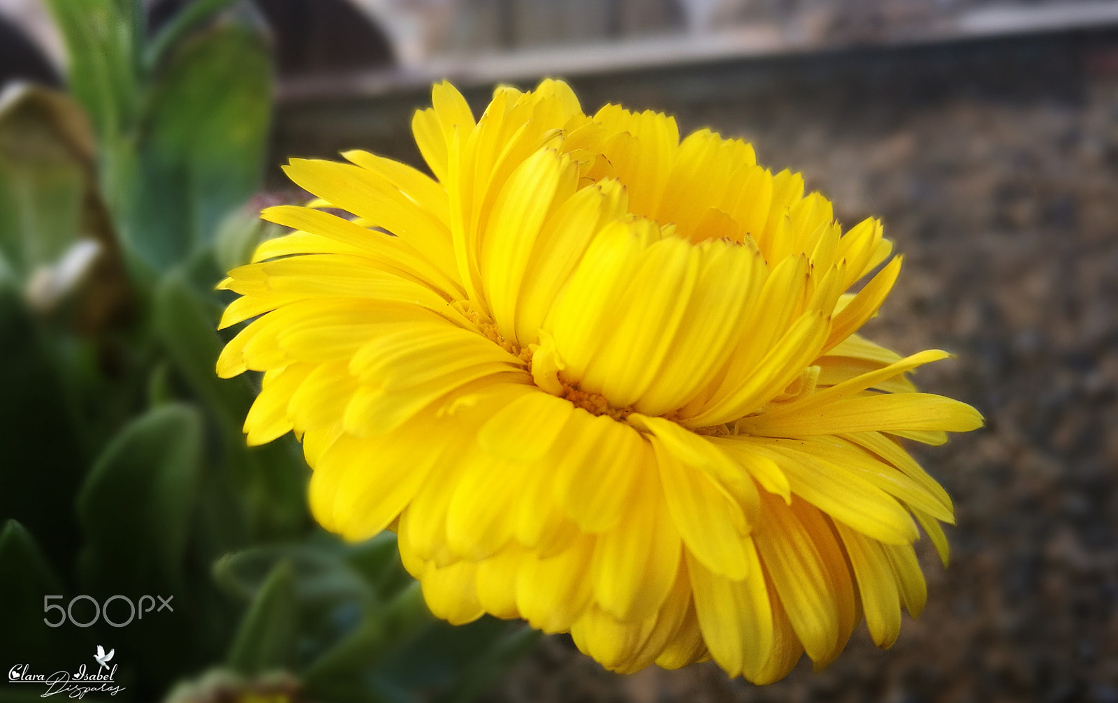 HUAWEI P9 Plus sample photo. Caricias al viento. photography