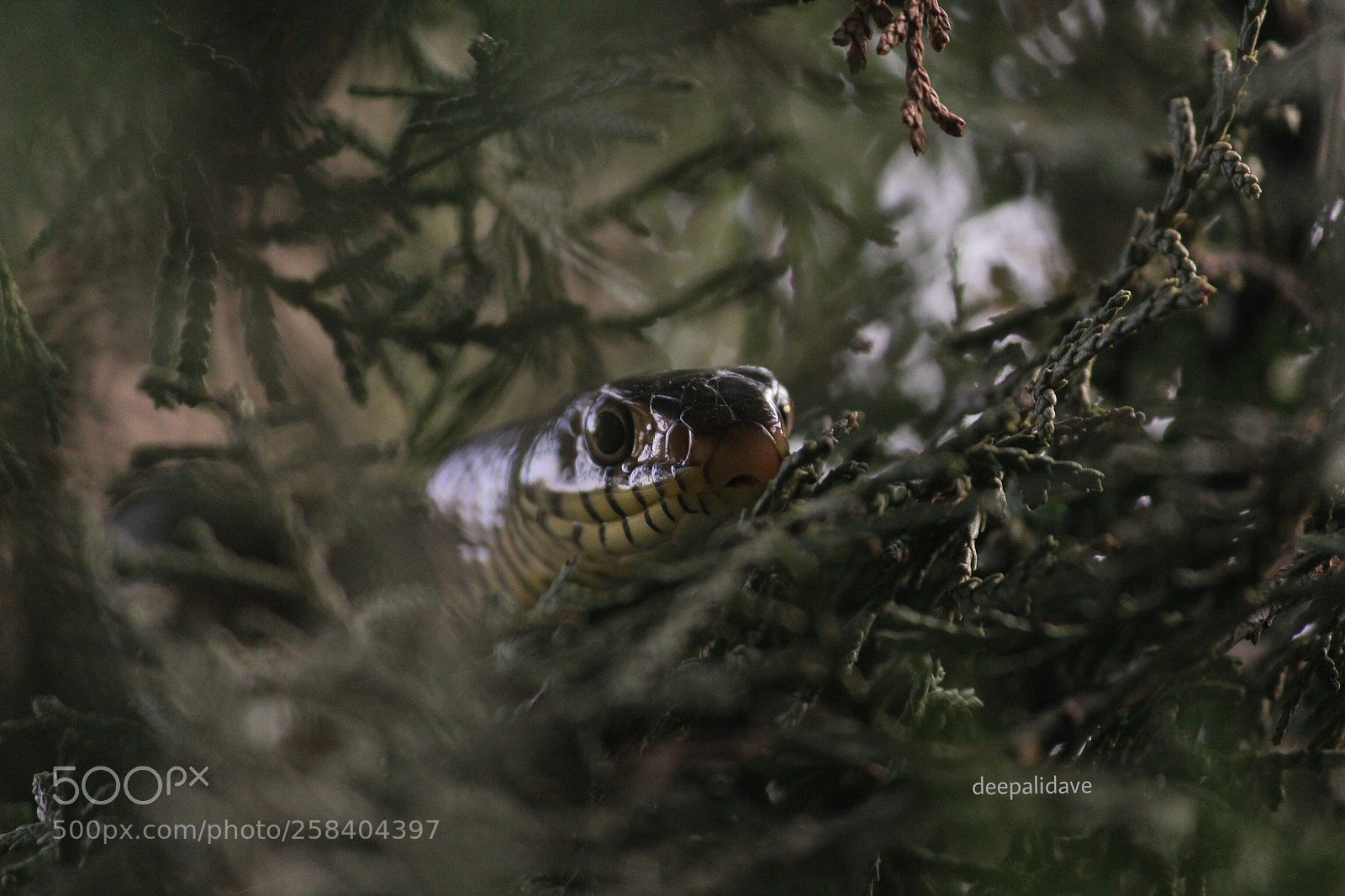 Canon EF-S 55-250mm F4-5.6 IS II sample photo. Rat snake photography