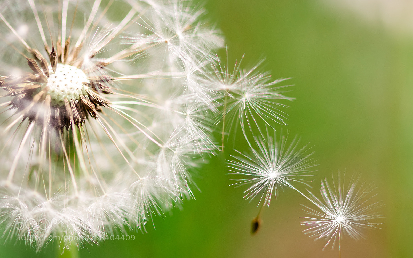 Canon EOS 600D (Rebel EOS T3i / EOS Kiss X5) sample photo. Lightness photography