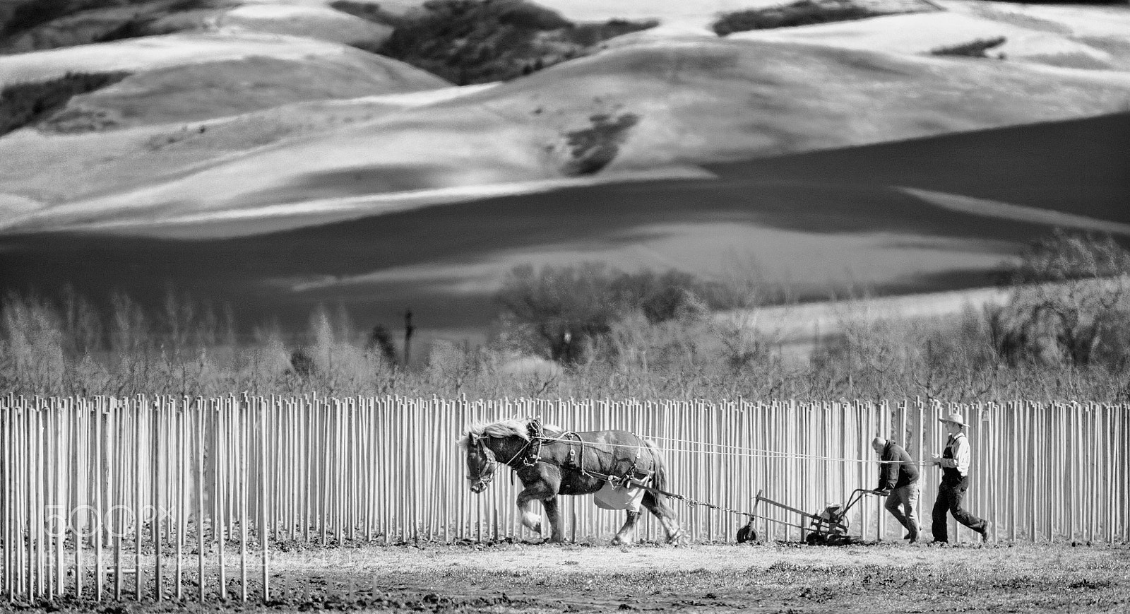 Canon EOS 7D Mark II sample photo. A timeless way to photography