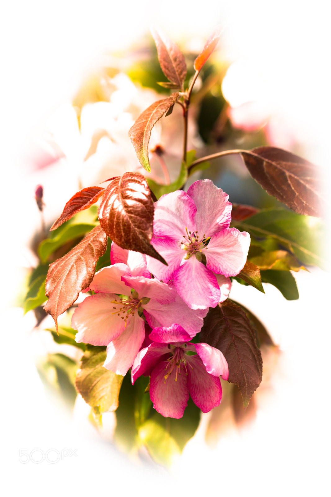 Canon EOS-1D Mark IV sample photo. Blooming apple tree. pink photography