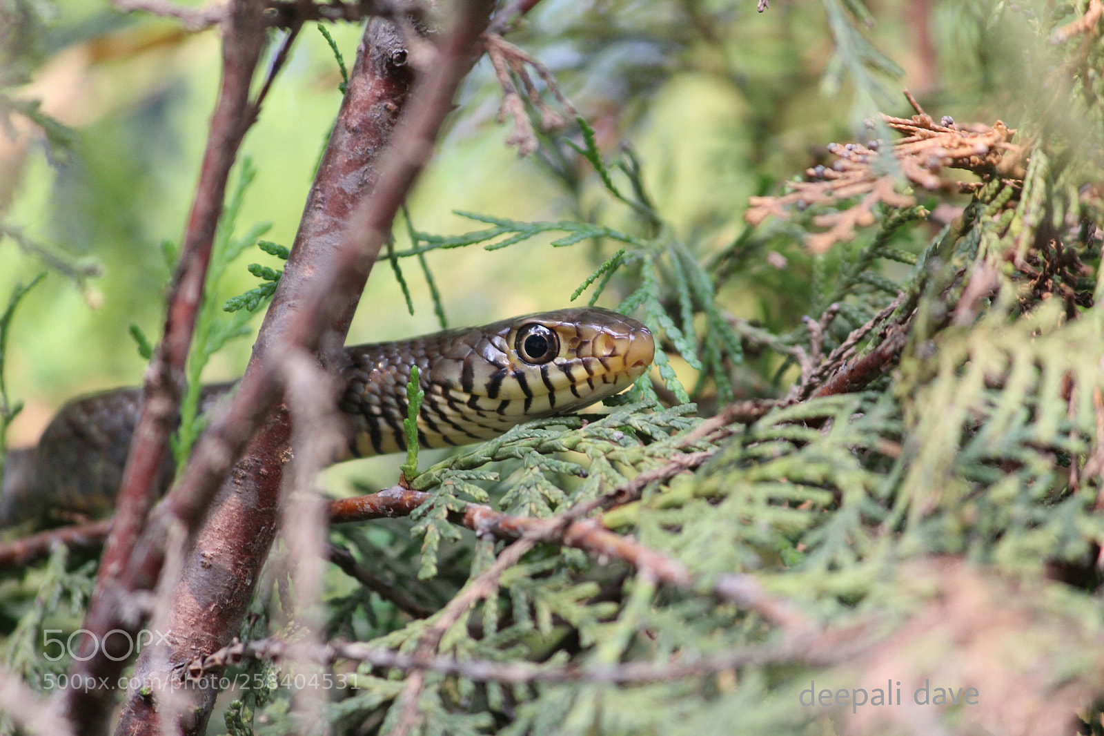 Canon EF-S 55-250mm F4-5.6 IS II sample photo. Rat snake ? photography