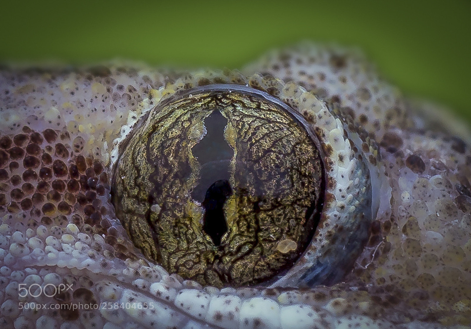 Canon EOS 6D sample photo. Gecko photography