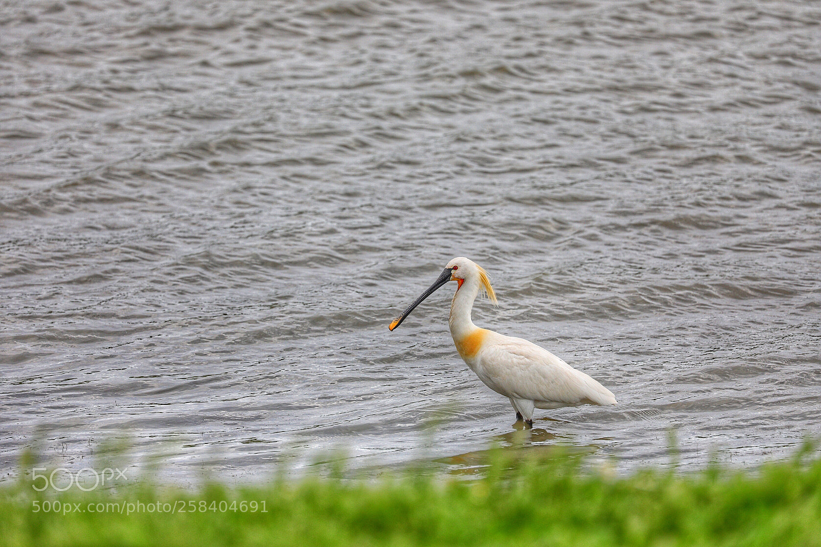 Canon EOS 5D Mark IV sample photo. Platalea leucorodia photography