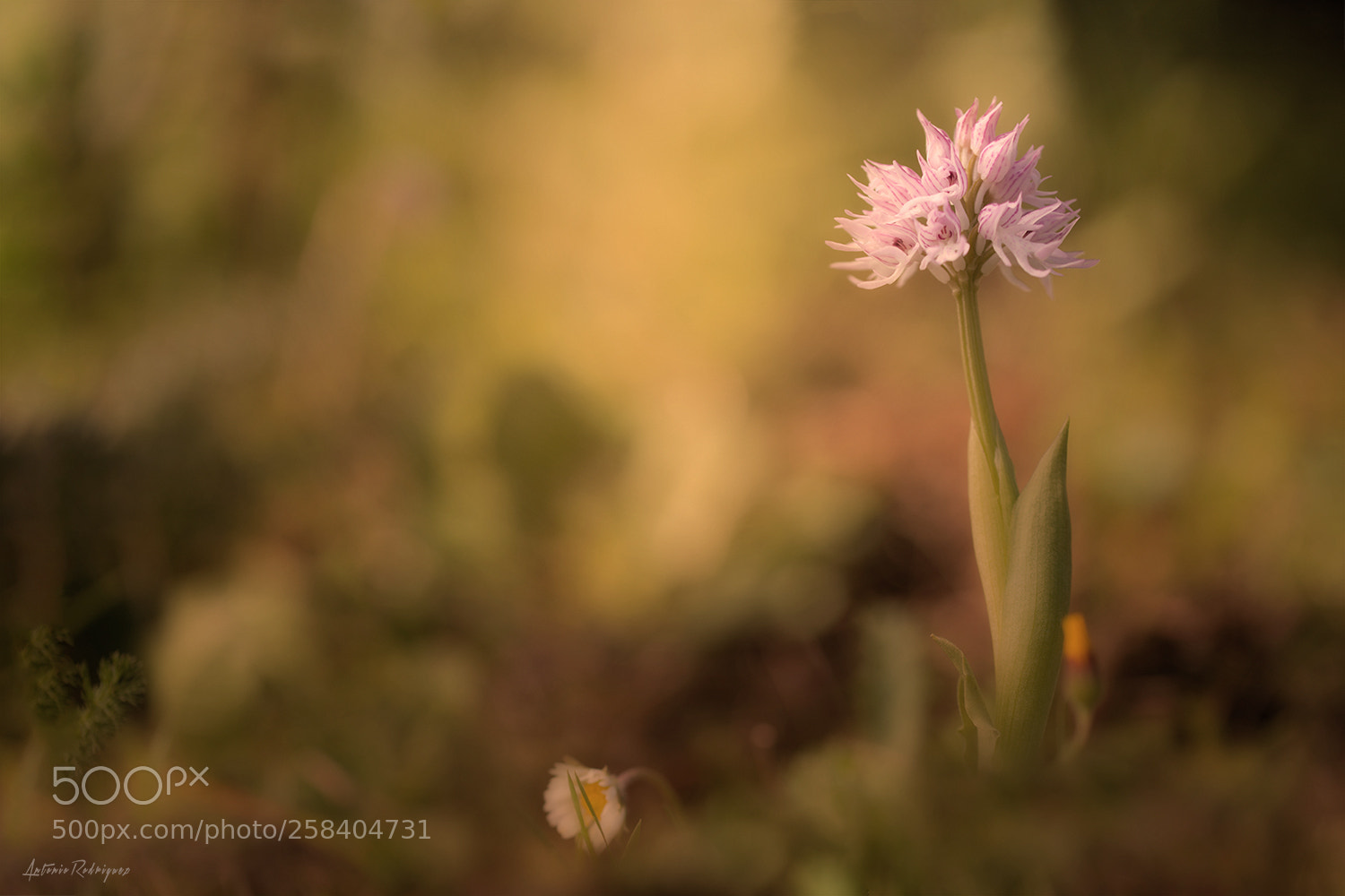 Nikon D850 sample photo. Ophrys italica photography