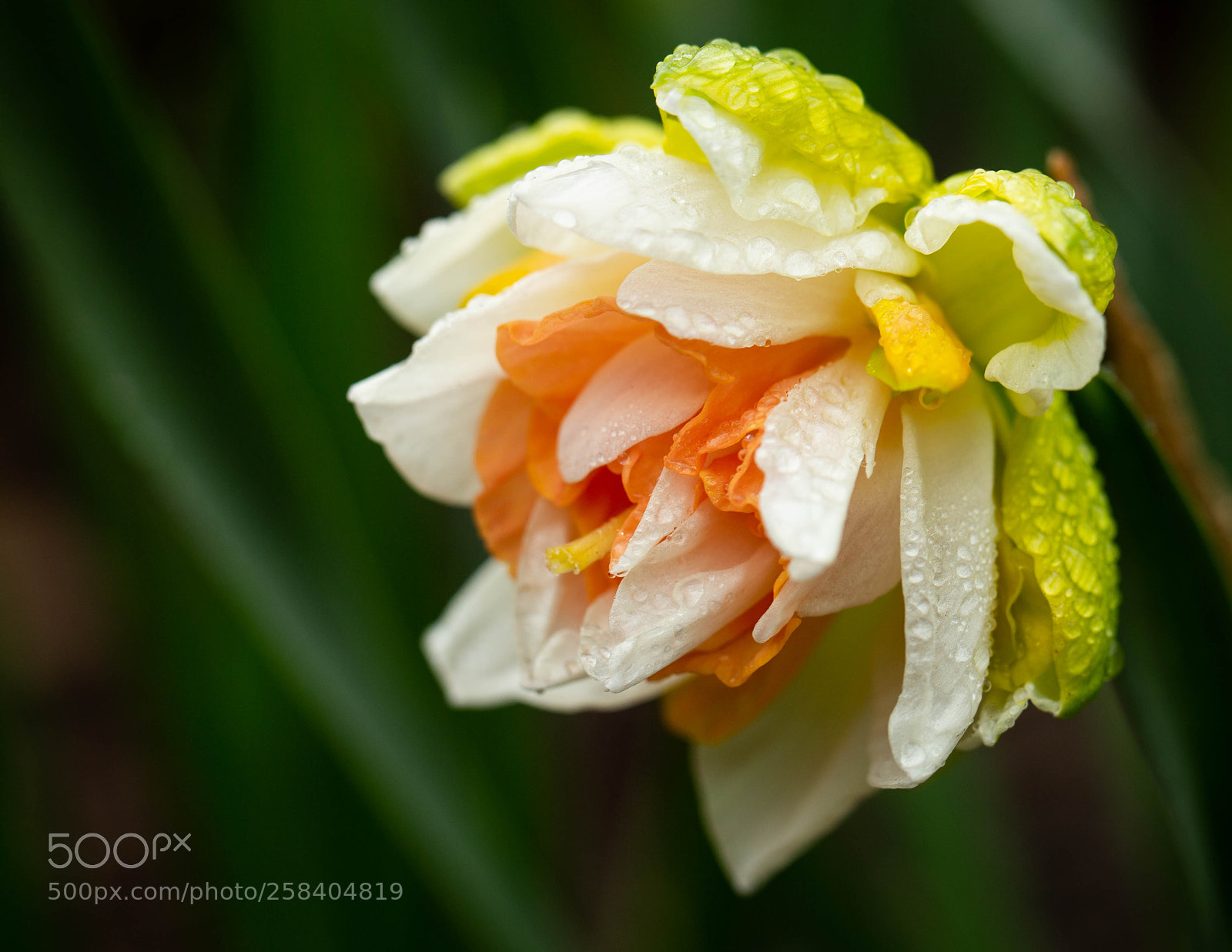 Canon EOS 6D sample photo. Garden beauty photography
