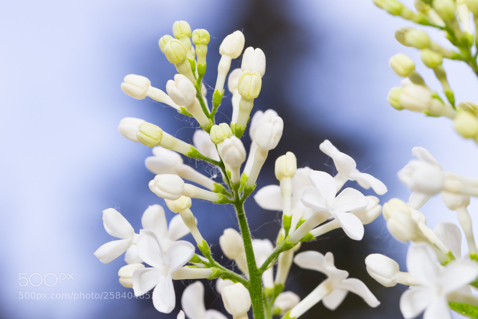 Canon EOS-1D Mark IV sample photo. A branch of lilac photography