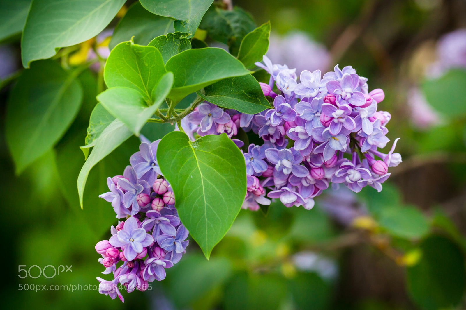 Canon EOS-1D Mark IV sample photo. A branch of lilac photography
