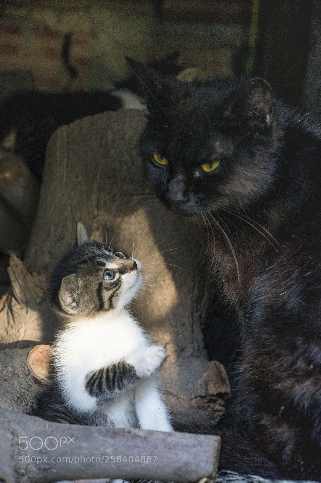 Canon EOS 77D (EOS 9000D / EOS 770D) sample photo. Baby cat photography