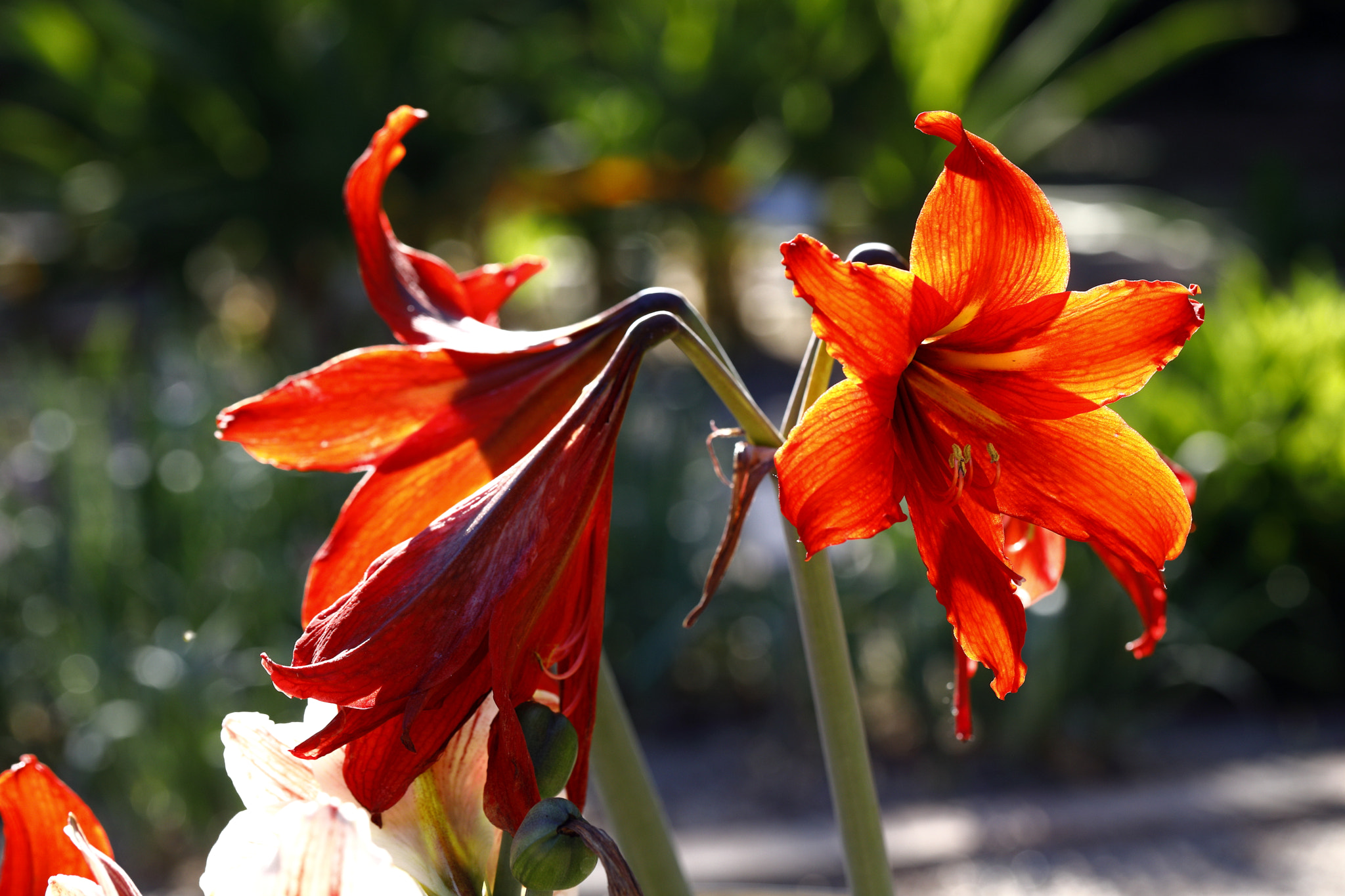 Canon EF 100mm F2.8L Macro IS USM sample photo. Flores 1 photography