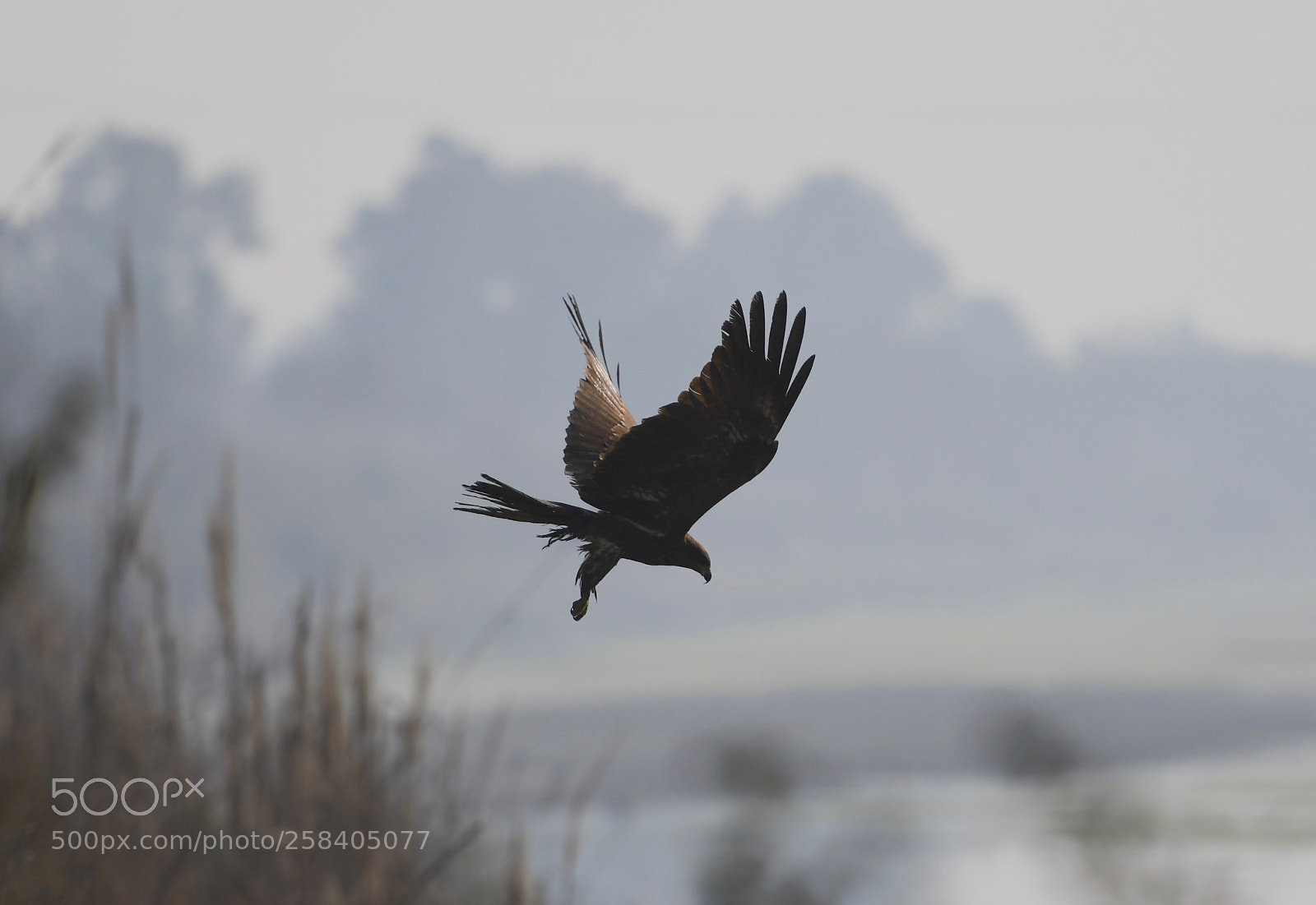 Nikon D850 sample photo. Kite photography