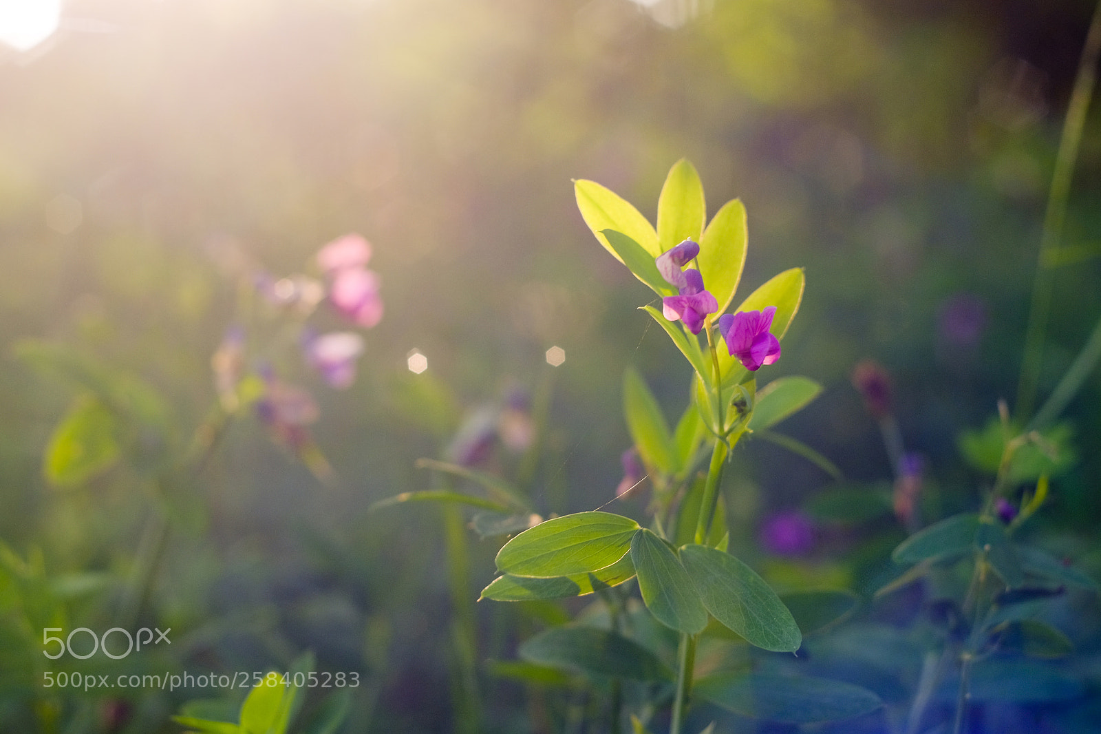 Fujifilm X-T10 sample photo. Shining in the morning photography