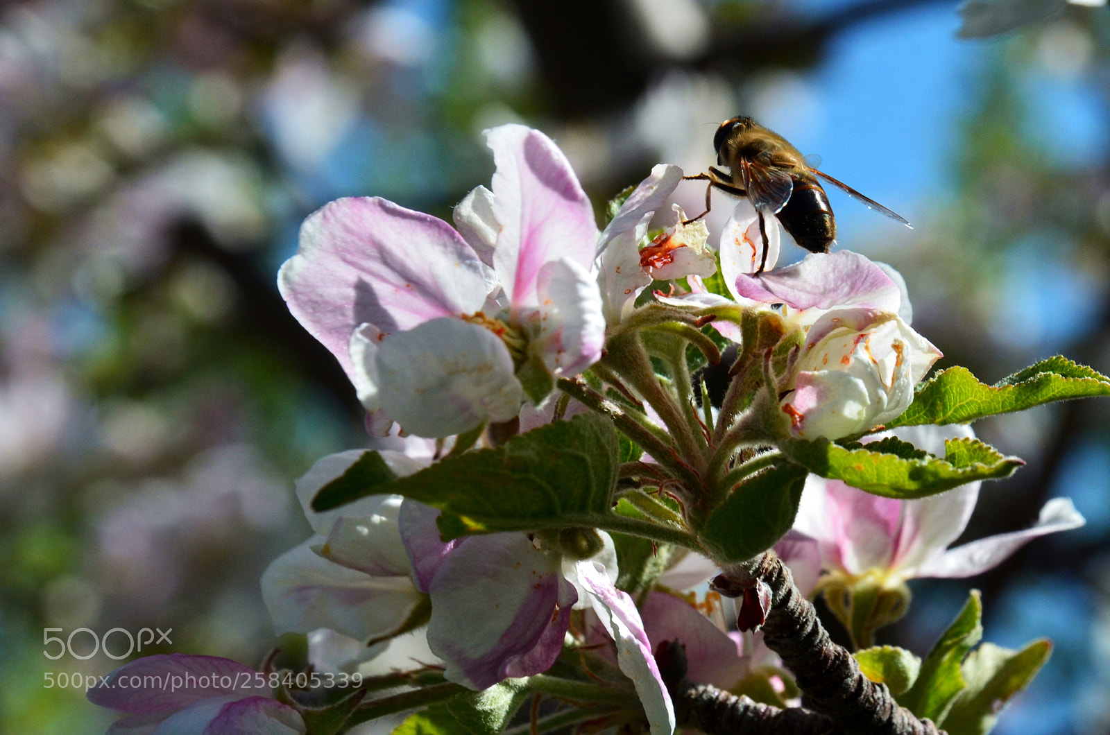 Nikon D7000 sample photo. Bee and flowers photography