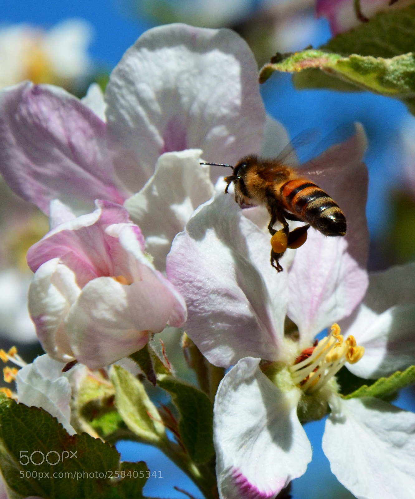Nikon D7000 sample photo. Bee and flowers photography