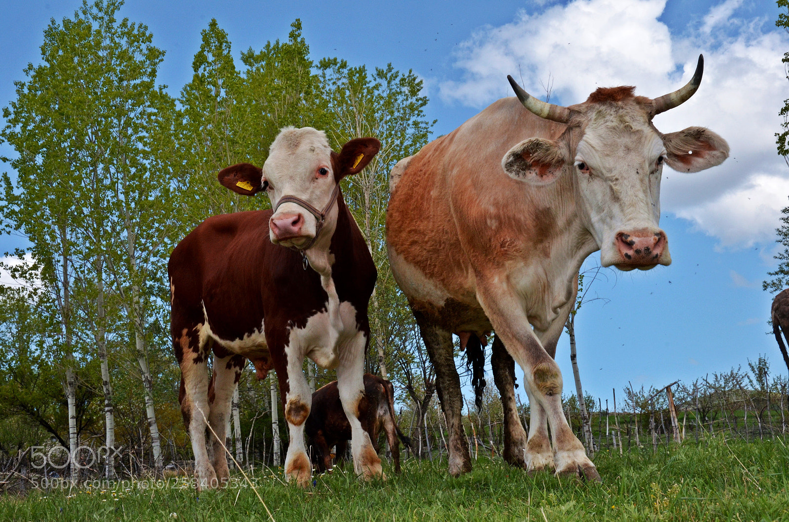 Nikon D7000 sample photo. Animals in nature photography