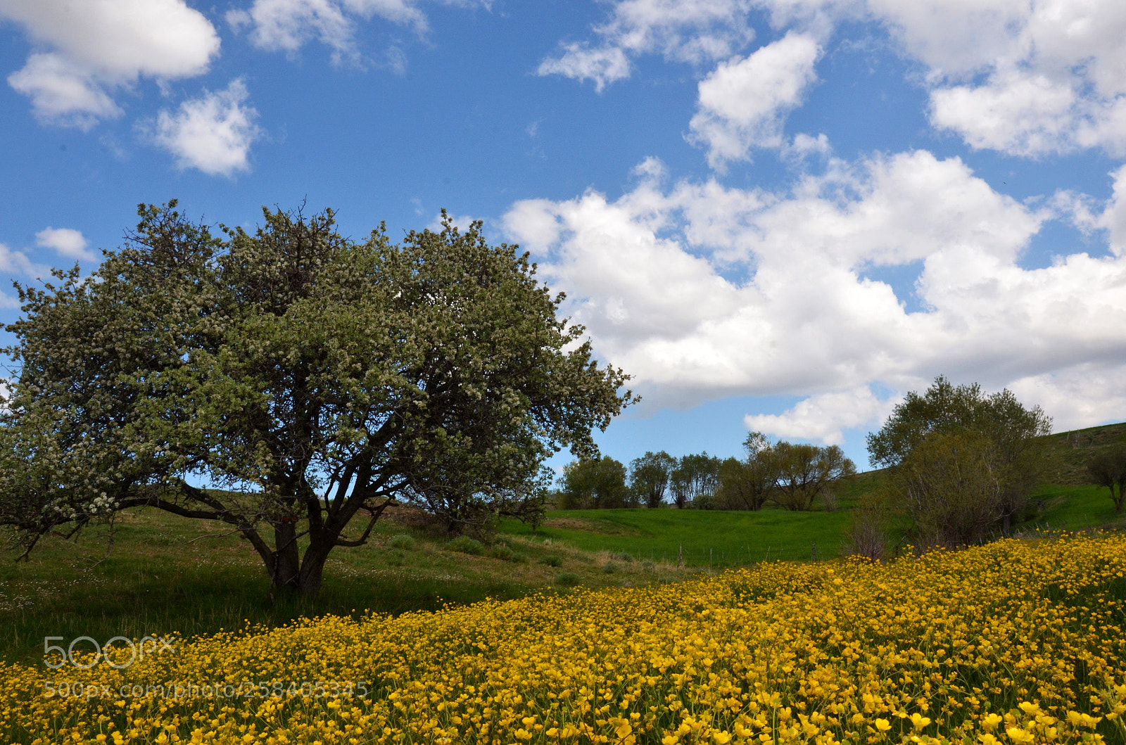 Nikon D7000 sample photo. Trees and greenery photography
