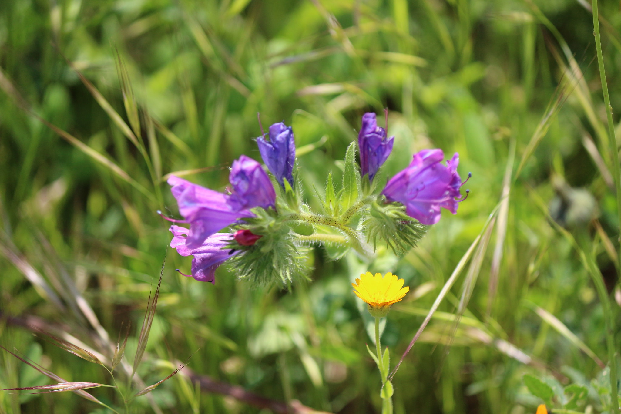 Canon EOS 100D (EOS Rebel SL1 / EOS Kiss X7) sample photo. Wildflowers photography