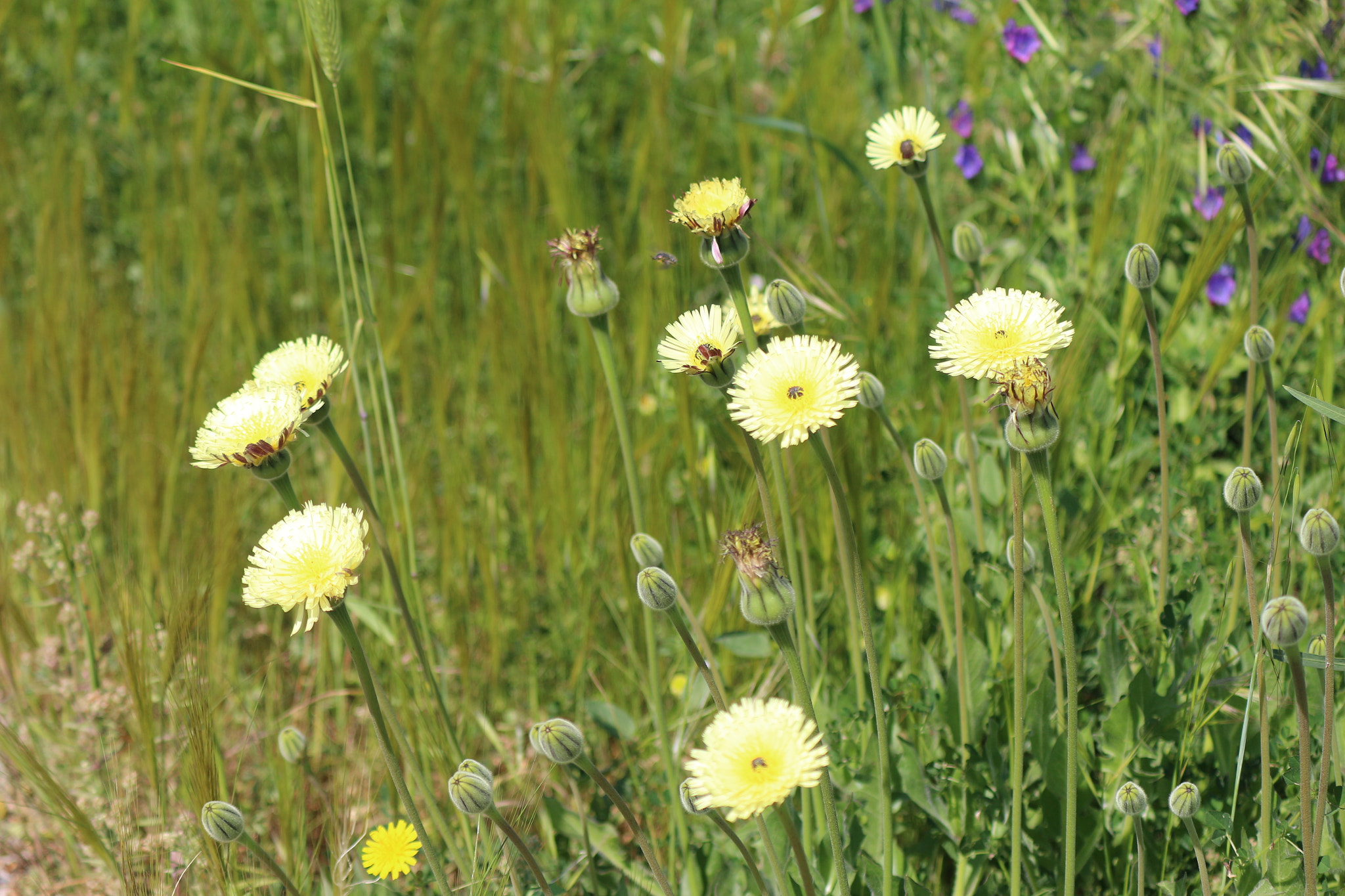 Canon EOS 100D (EOS Rebel SL1 / EOS Kiss X7) sample photo. Wildflowers photography