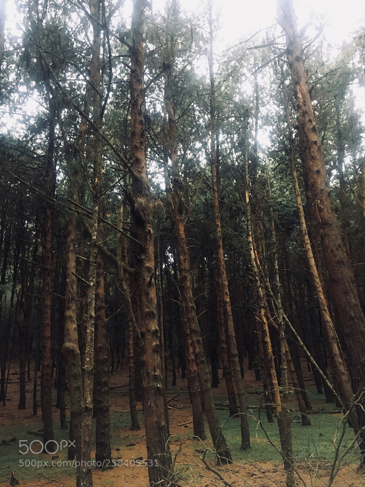 Apple iPhone 6s sample photo. Rainforest photography