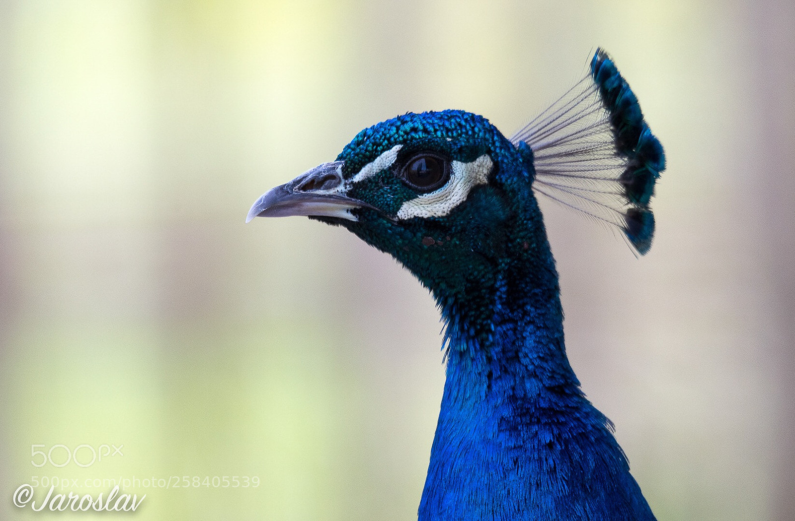 Nikon D500 sample photo. Peacock portrait photography