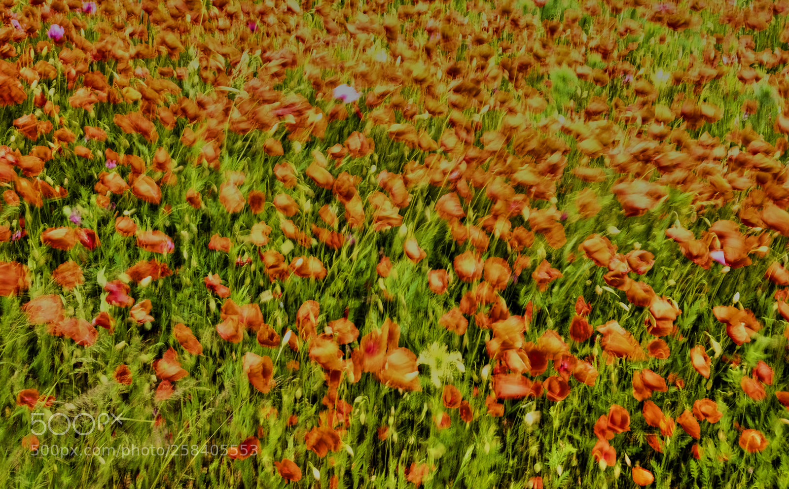 Fujifilm X-T20 sample photo. Wind color photography