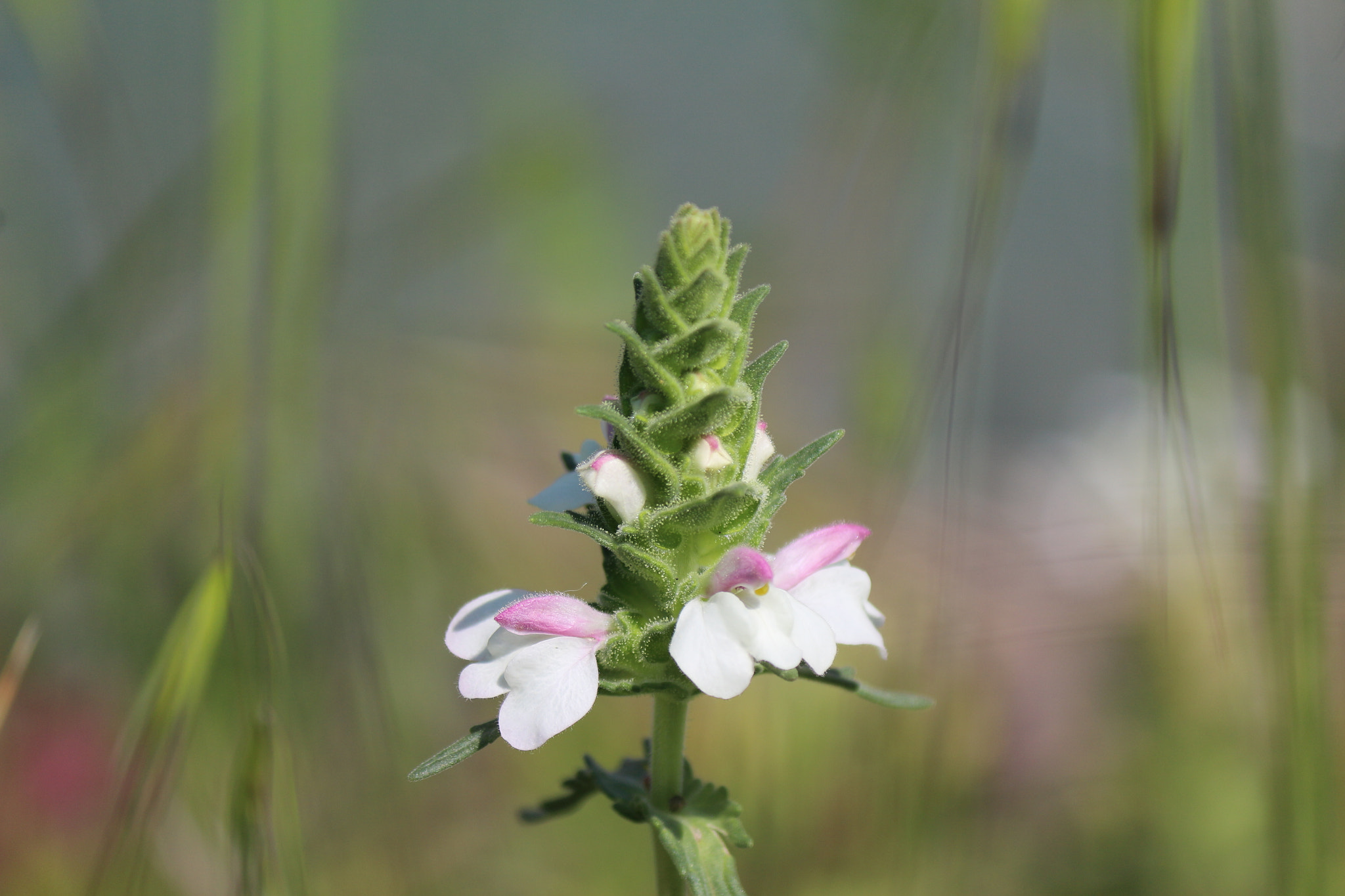 Canon EOS 100D (EOS Rebel SL1 / EOS Kiss X7) sample photo. Wildflowers photography