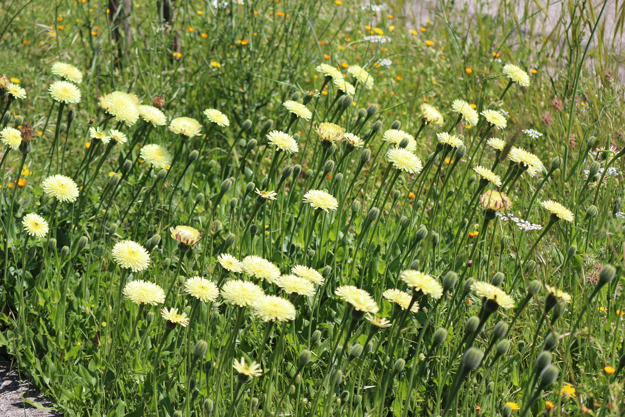 Canon EOS 100D (EOS Rebel SL1 / EOS Kiss X7) sample photo. Wildflowers photography