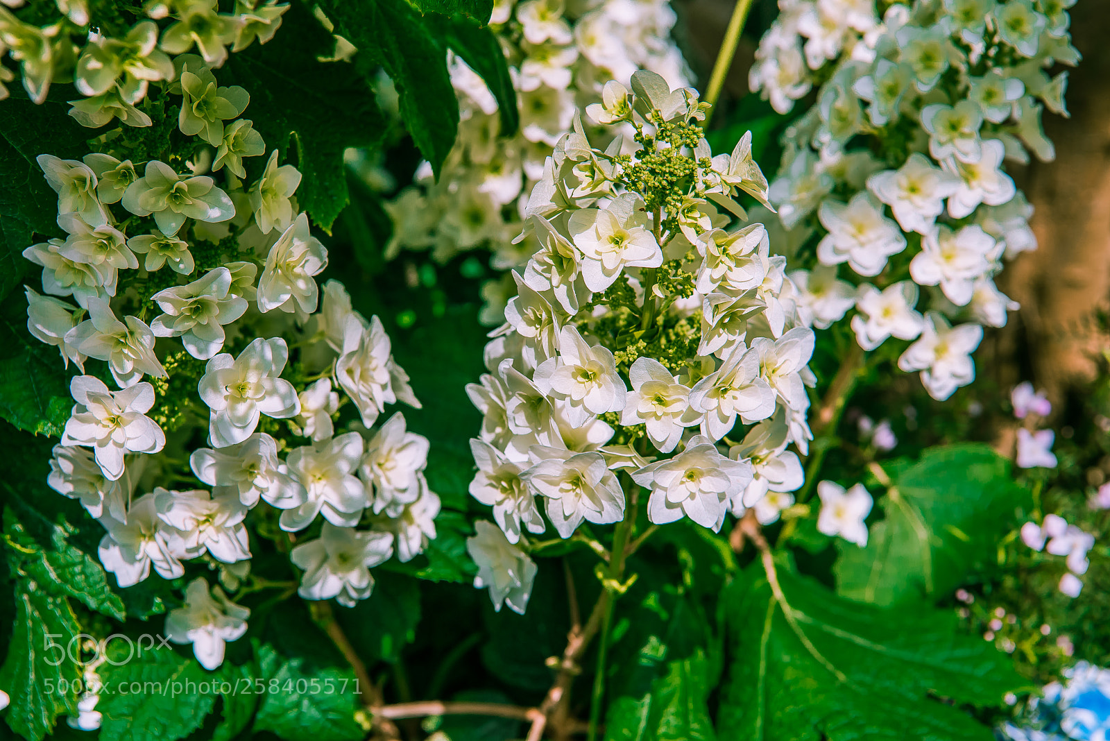 Nikon D800E sample photo. Uncommon kind of hydrangea photography