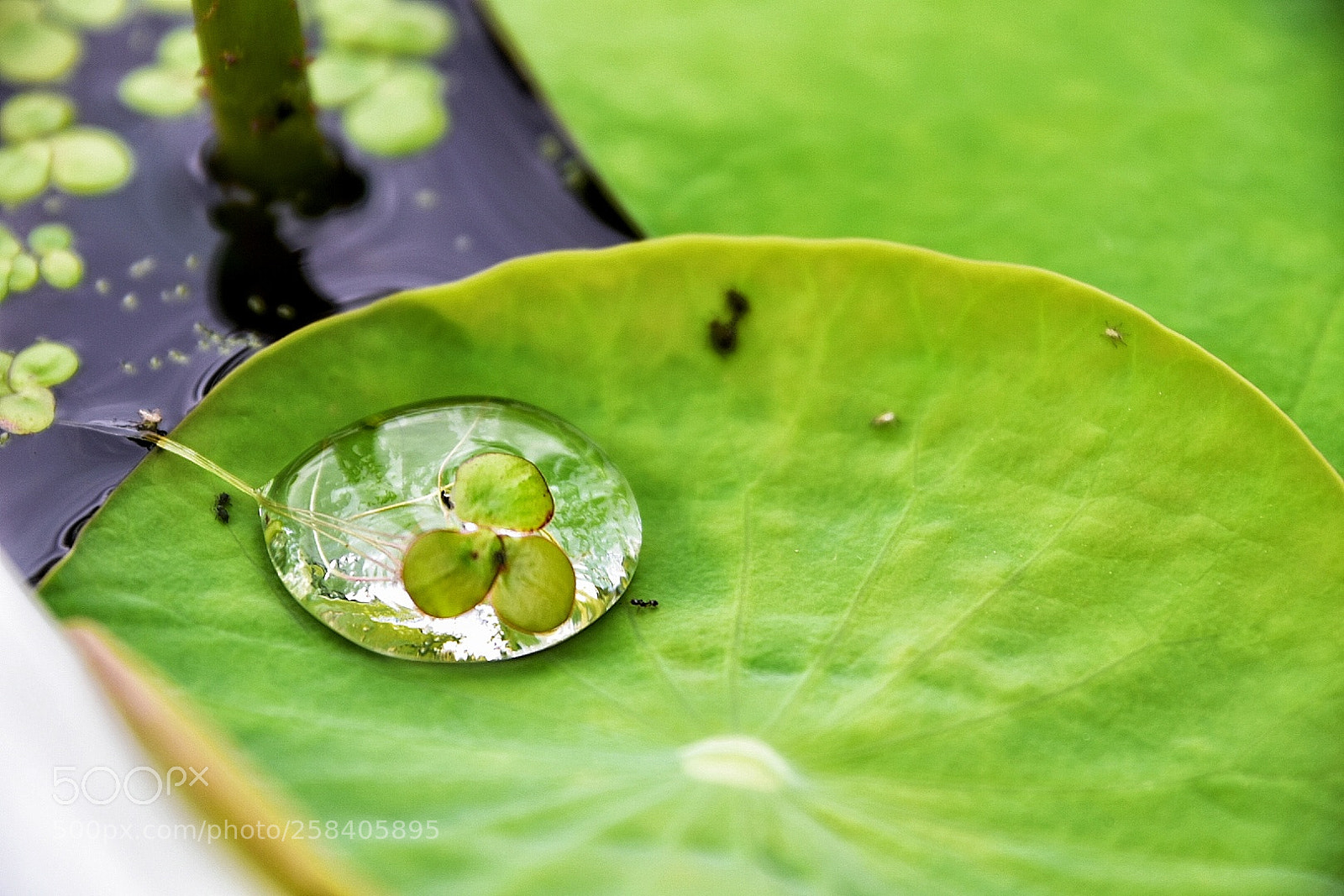 Nikon D7200 sample photo. Droplet world photography