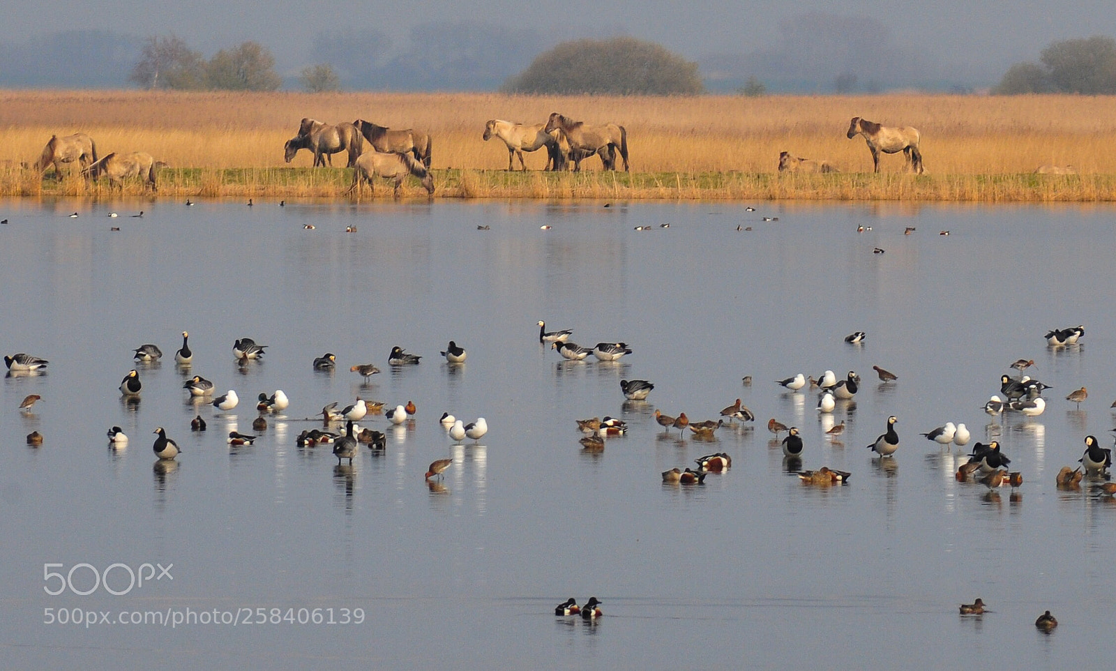 Nikon D300S sample photo. Nature paradise in holland photography
