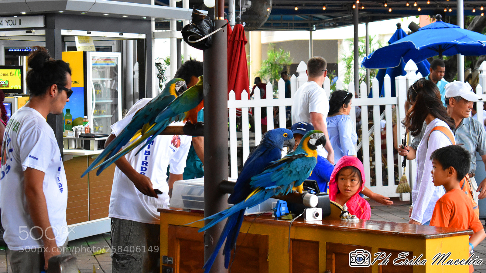 Nikon D3400 sample photo. Street parrots photography