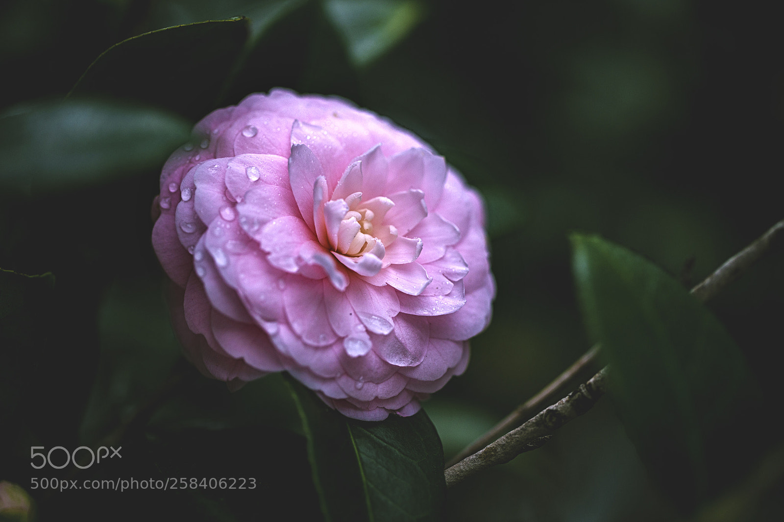 Canon EOS 6D sample photo. Camellia xii photography