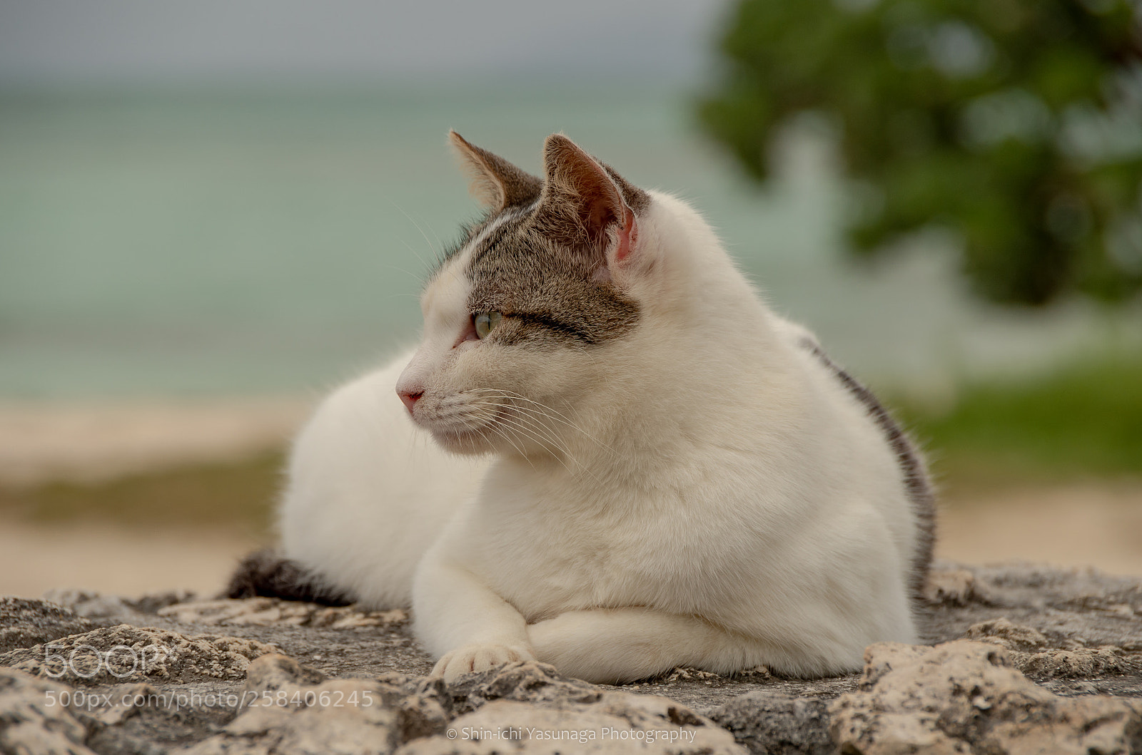 Pentax K-30 sample photo. A cat in the photography