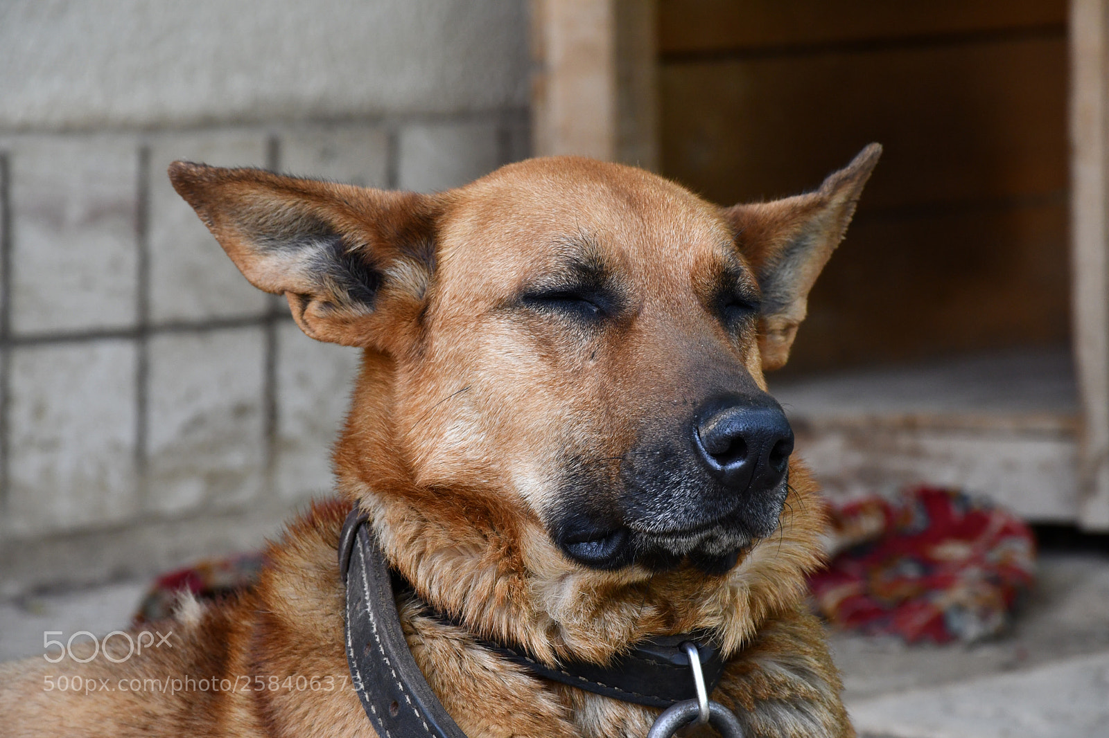 Nikon D7500 sample photo. Sweet dreams photography