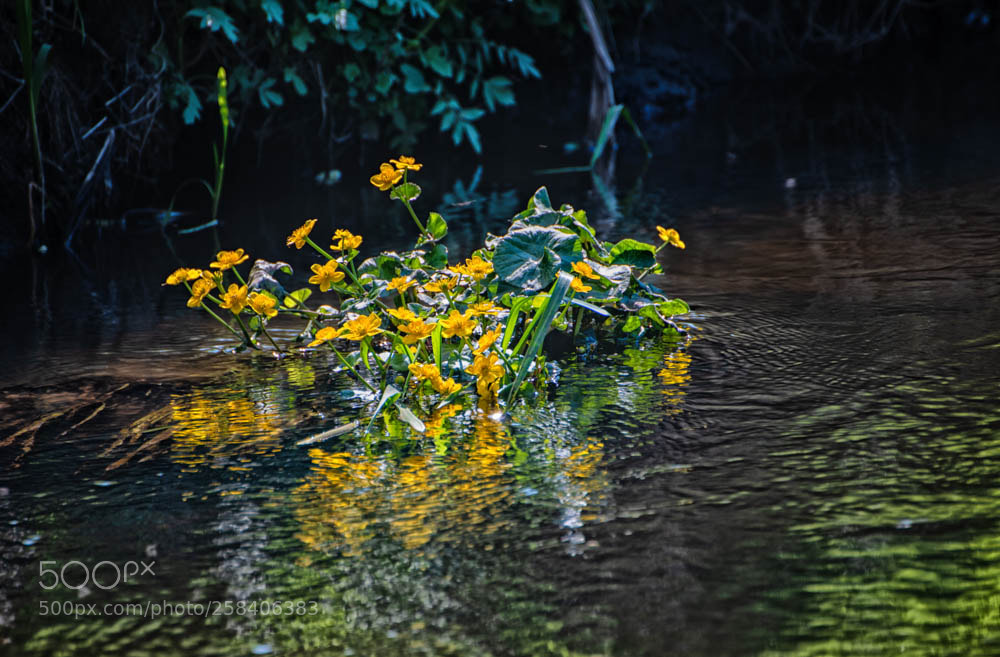 Nikon D750 sample photo. Vanf blomst photography