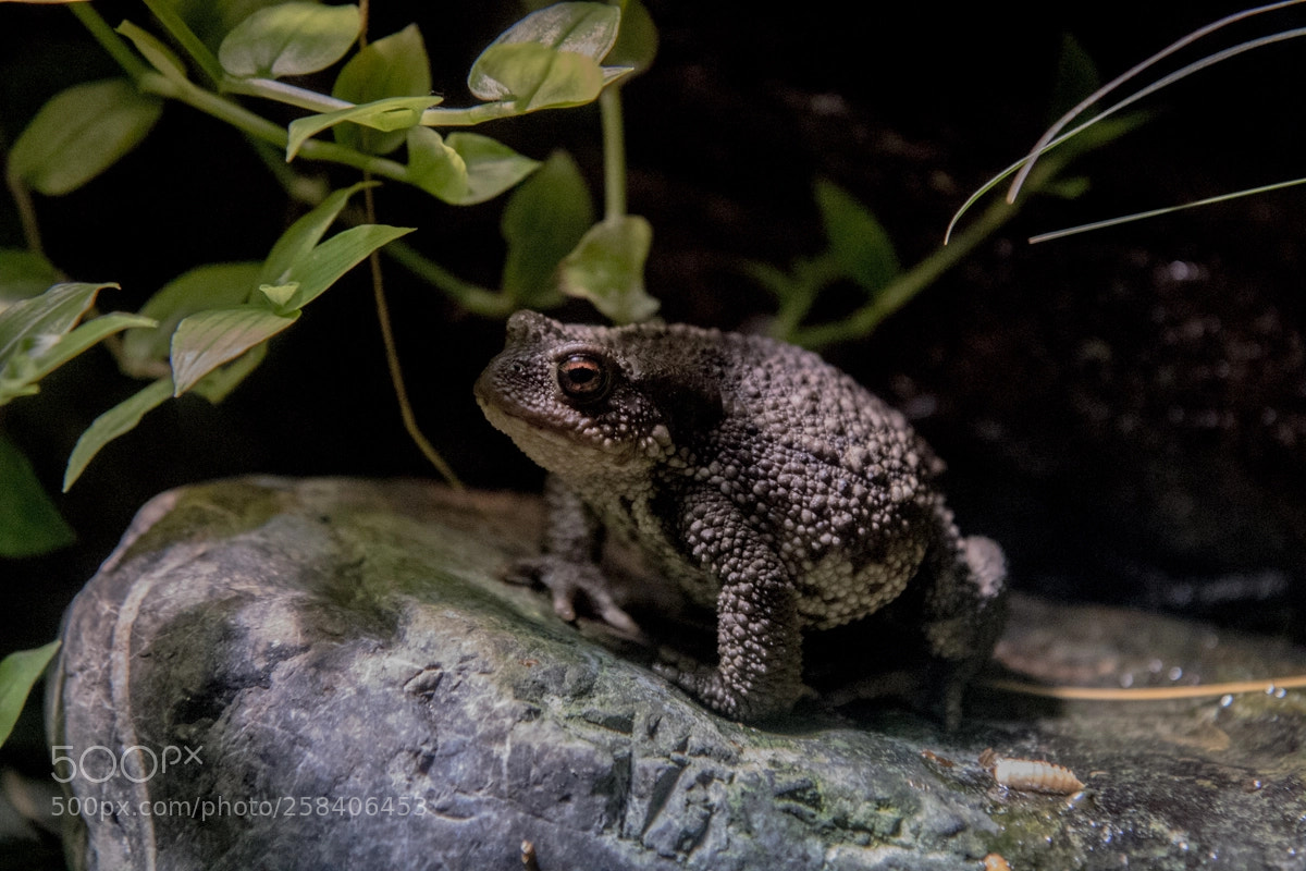 Canon EOS 7D Mark II sample photo. Sapo o photography