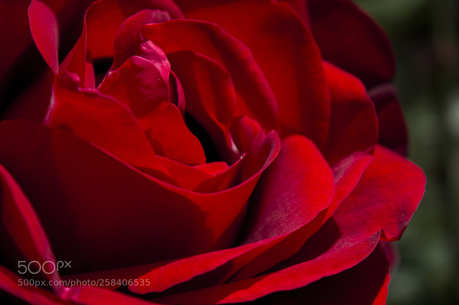 Canon EOS 1200D (EOS Rebel T5 / EOS Kiss X70 / EOS Hi) sample photo. Red rose photography