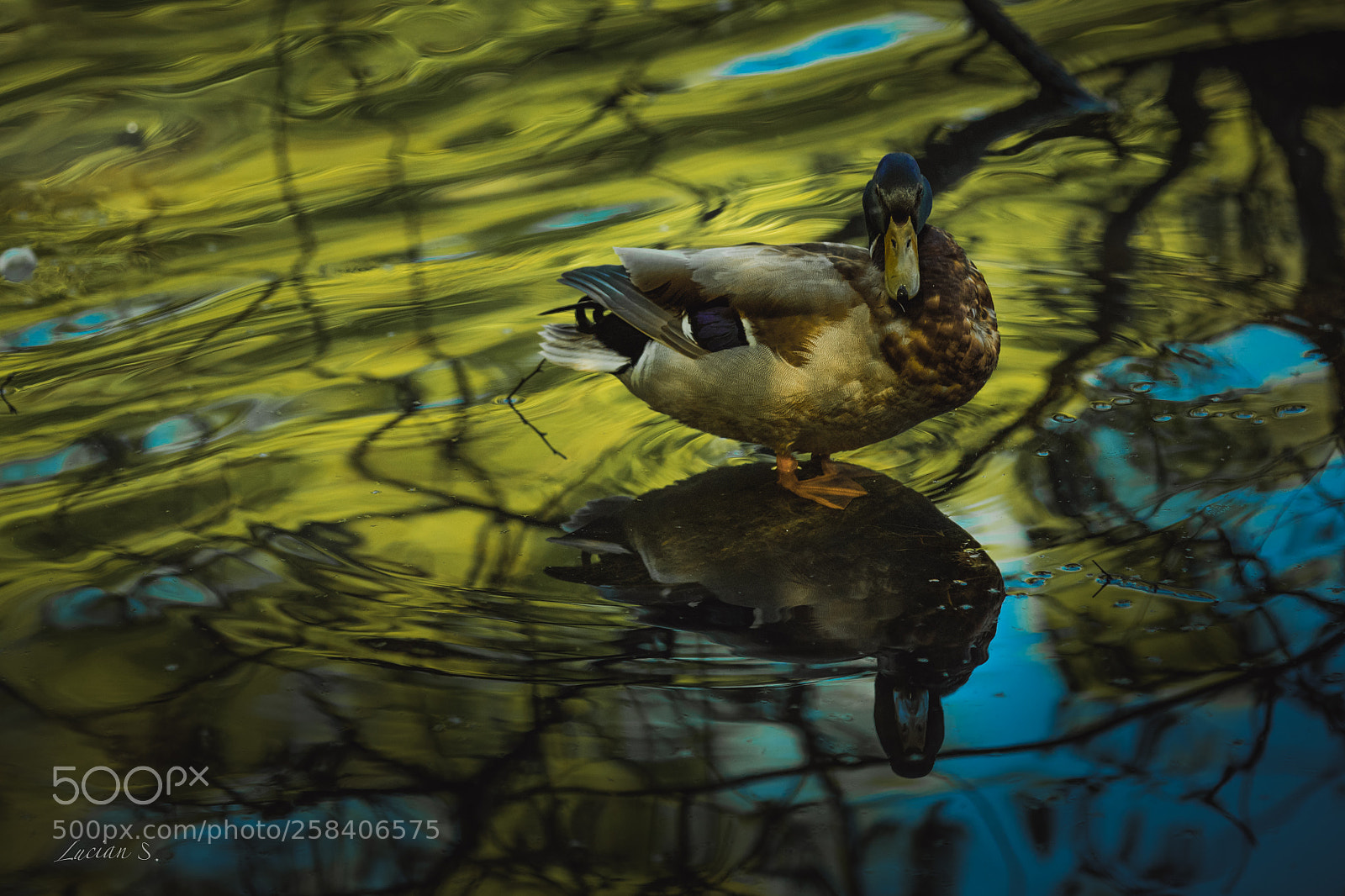 Canon EOS 5D Mark IV sample photo. Mirror, mirror ... ! photography