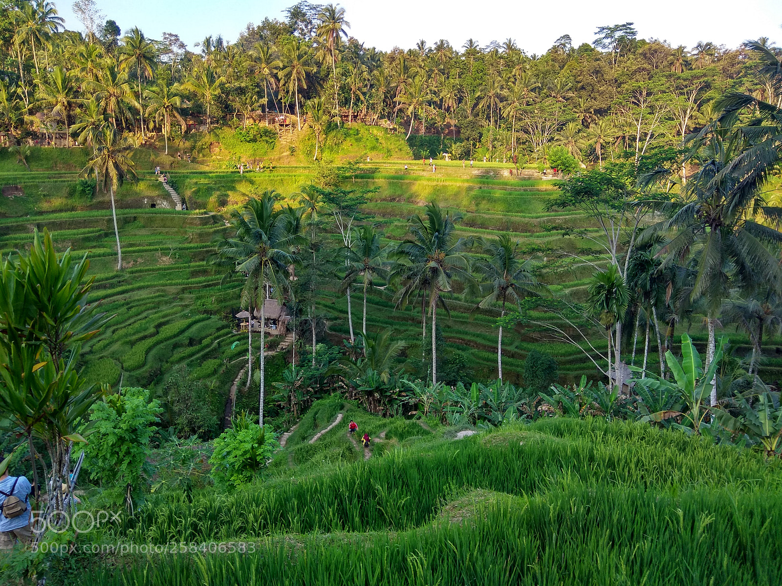 Xiaomi Redmi Note 4 sample photo. Rice terraces photography