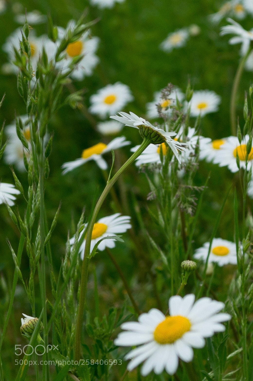 Sony a7 sample photo. Summer photography