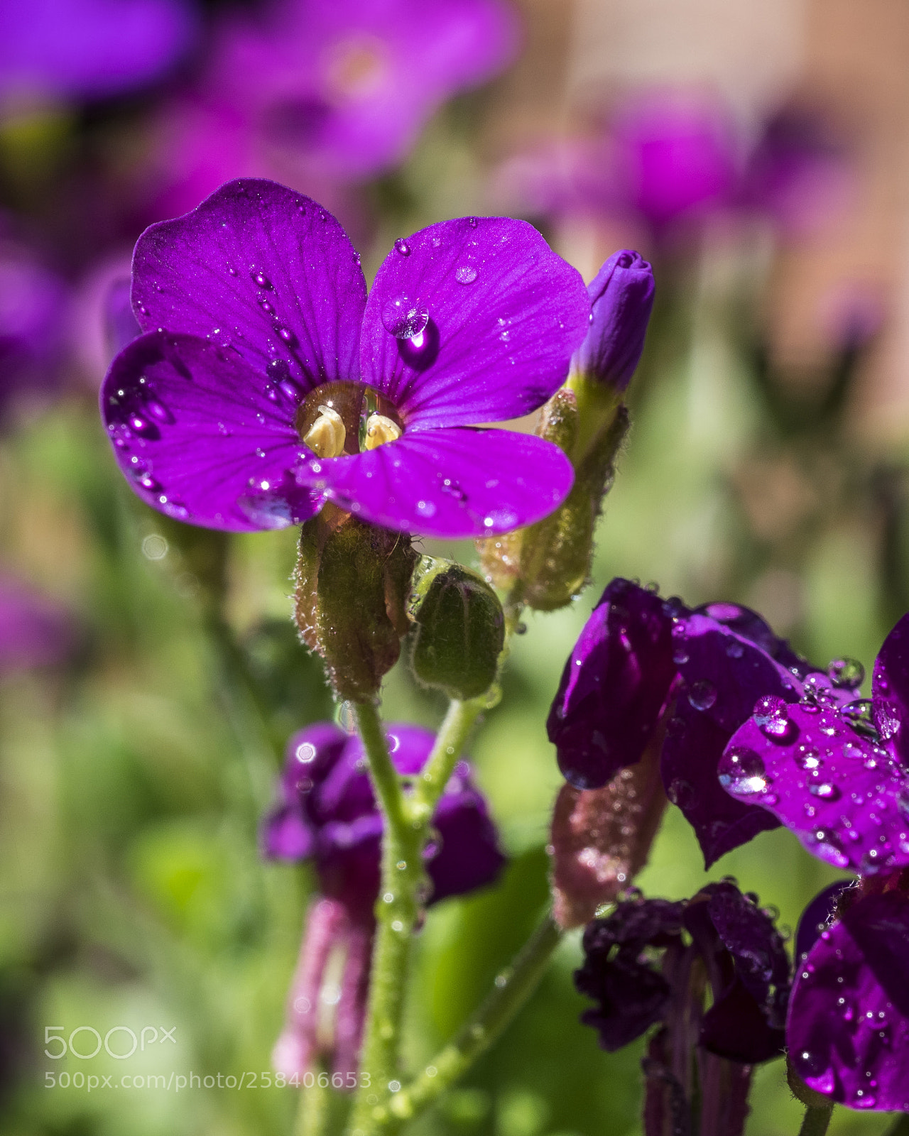 Olympus OM-D E-M1 sample photo. Wet aubretia photography