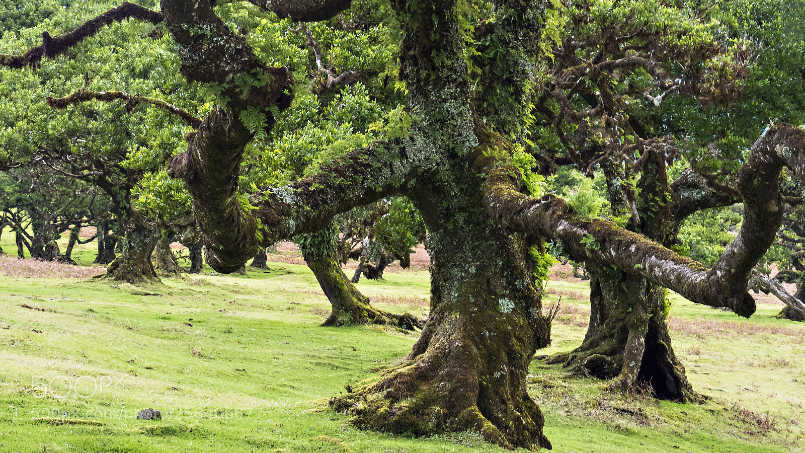 Olympus OM-D E-M5 II sample photo. Lorbeebaum auf madeira. photography