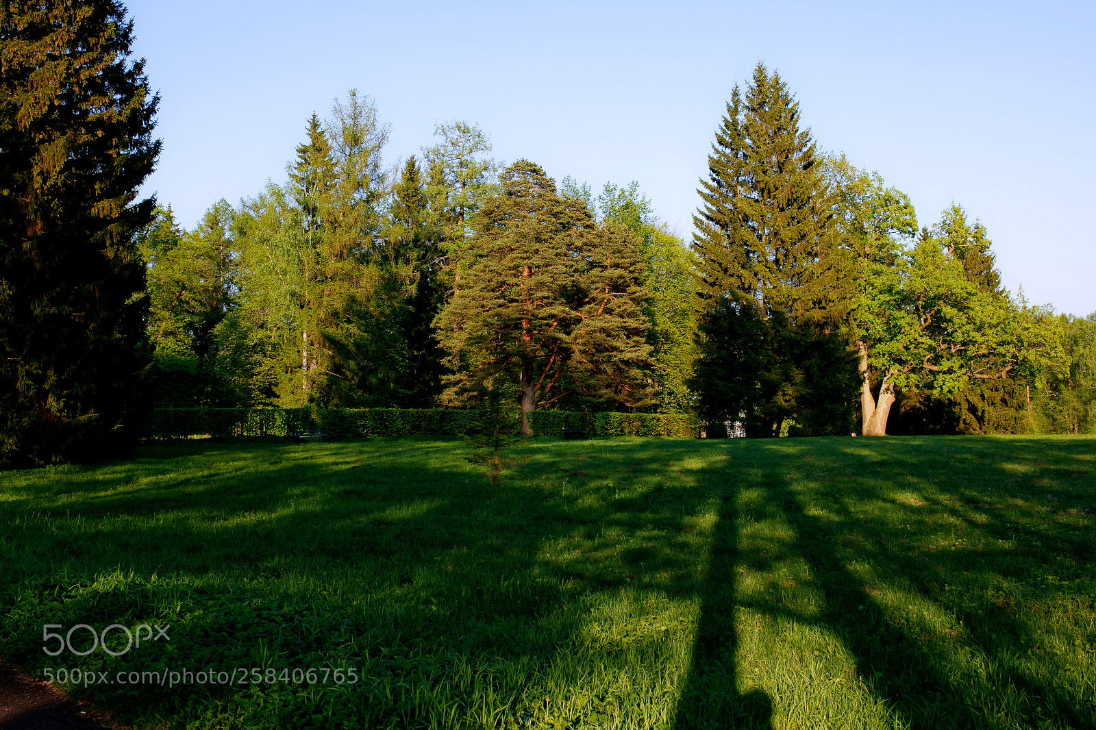 Canon EOS 5D Mark II sample photo. Trees photography
