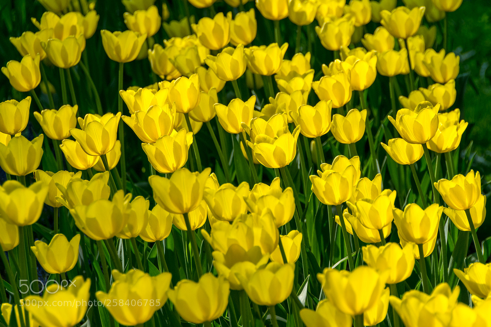 Nikon D3300 sample photo. Sunny lamps photography