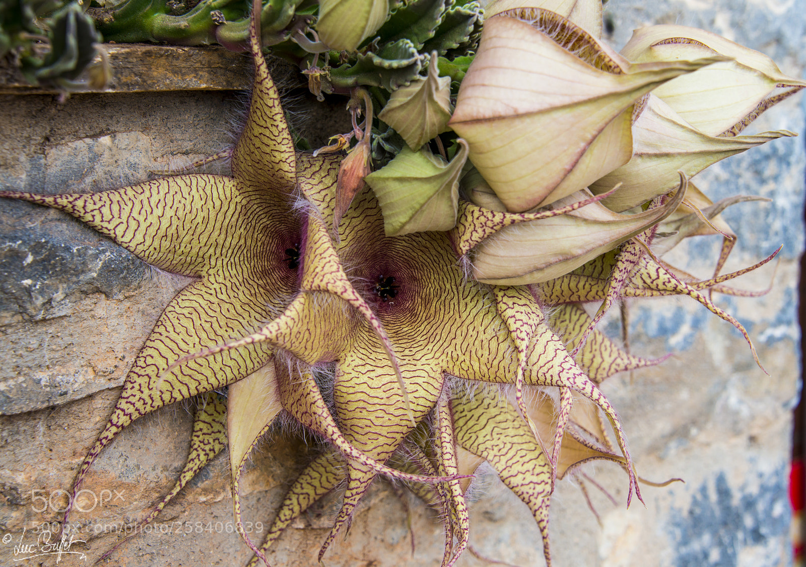 Nikon D800 sample photo. Any one a clue photography