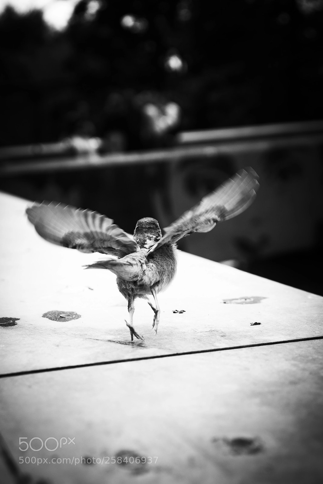 Sony a7 II sample photo. Take off photography