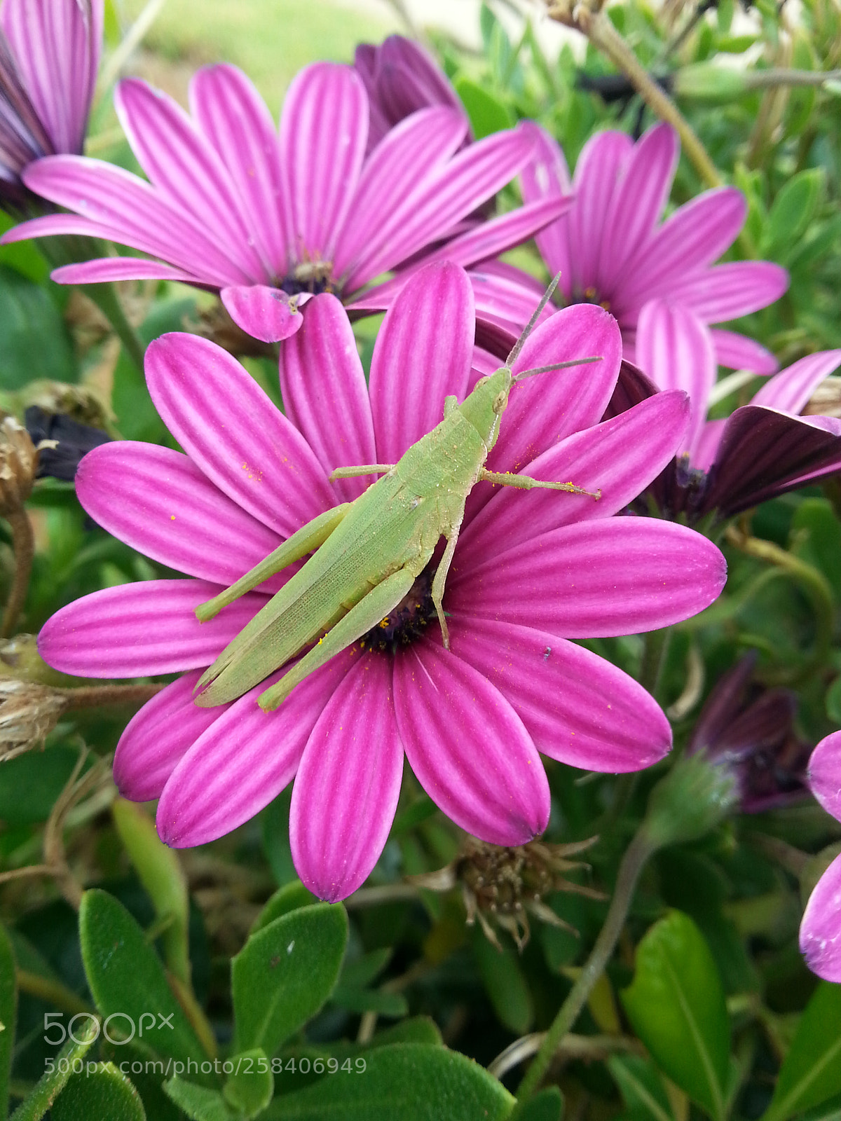 Samsung Galaxy S3 sample photo. Grasshopper_flower_18052018.jpg photography