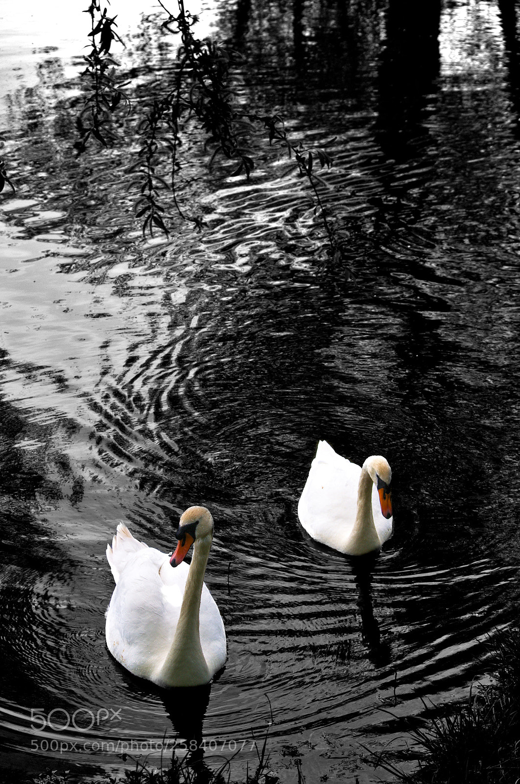 Nikon D3100 sample photo. Swans 1 photography