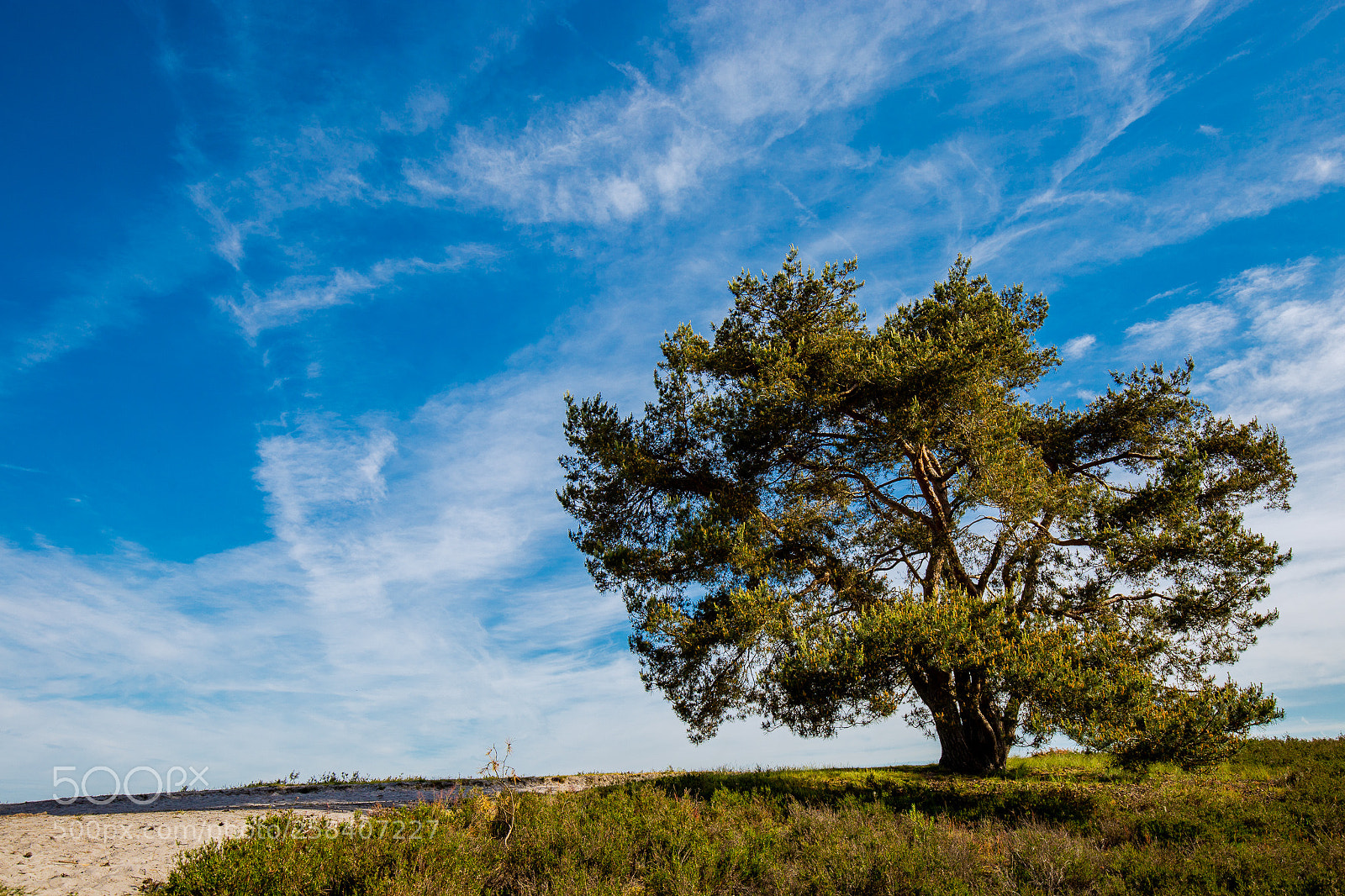 Canon EOS 6D sample photo. Brunsummer heide photography